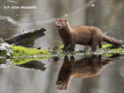 A mink reflects....
