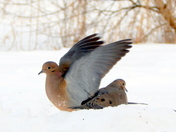 Shelter from the cold