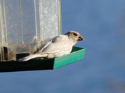Leucistic House Finch
