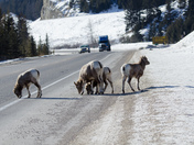 Wildlife on the Road