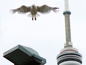 Flying High in Toronto