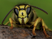 Yellow Jacket