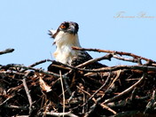 Osprey in the Nest
