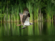 osprey with prey