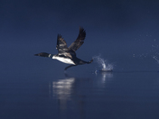Loon Takeoff