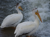 Pelicans