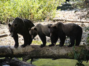 MOMMA AND TWO OUT OF THREE AIN'T BAD