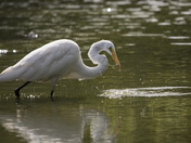 Great White Egret Fishing