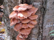 Bouquet de champignons