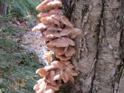 Bouquet de champignons