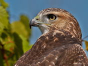 Red Tailed Hawk 