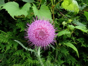 Waving Pink Thistle