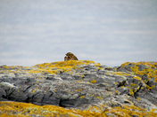 Sparrow on the Shore