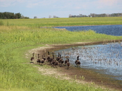 Canada Geese by Field in Saskatchewan