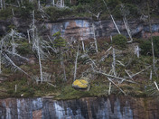 Bonaventure Island, Cliff