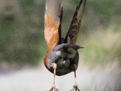 Robin Taking Off