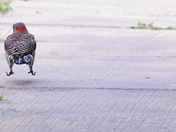 Flicker Hopping Down the Sidewalk