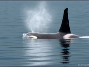 Robson Bight Killer Whale