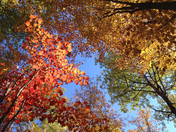 Mother Nature's Brush Stroke I 