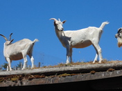 Happy Goats on the Roof