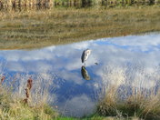 Reflective heron