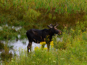 Algonquin Moose