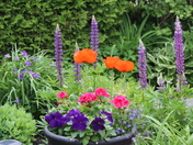 Flowers in the north