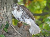 Red-tailed Hawk
