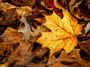 Walk in the woods...