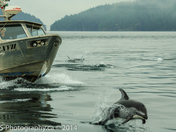 White-side dolphins lead