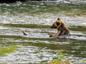 Chops sticks for Sushi-Fishing for dinner
