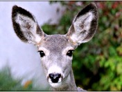 No hearing aids required