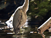 Heron@ MacIntosh falls, Cabot trail