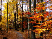 Autummn: My Favourite Colour...