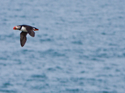 Puffin 