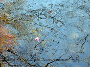 Leaf On The Avon