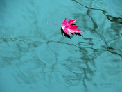 Leaf On The Avon