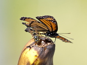 Where Are All The Monarch Butterflies This Year!