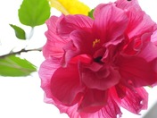 See through the flower