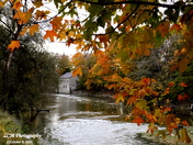 Through Autumn Leaves