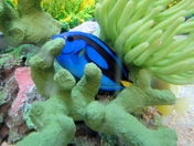 Regal Blue Tang