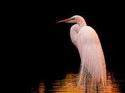 Sunset Egret
