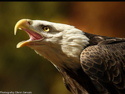 Screaming Eagle