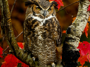 Great Horned Owl