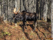 Moose in the wild