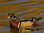 Wood Duck Drake
