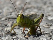 Grasshopper