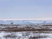 Trotting to the sunset