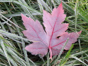 Ontario,Canada Maple Leaf
