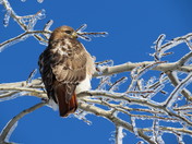 Ontario Red-Tailed Hawk 
